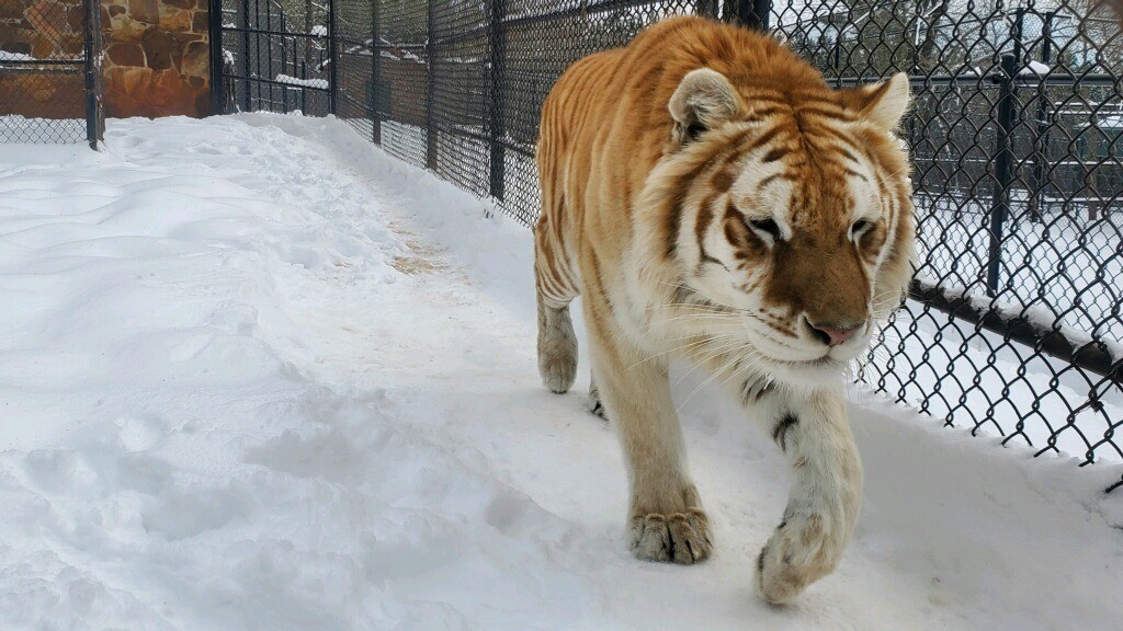 Tiger Walking on Snow