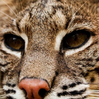 Bobcat Close up
