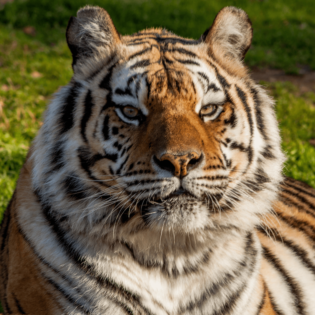 Animal Sanctuary | Smith County - Tiger Creek Animal Sanctuary