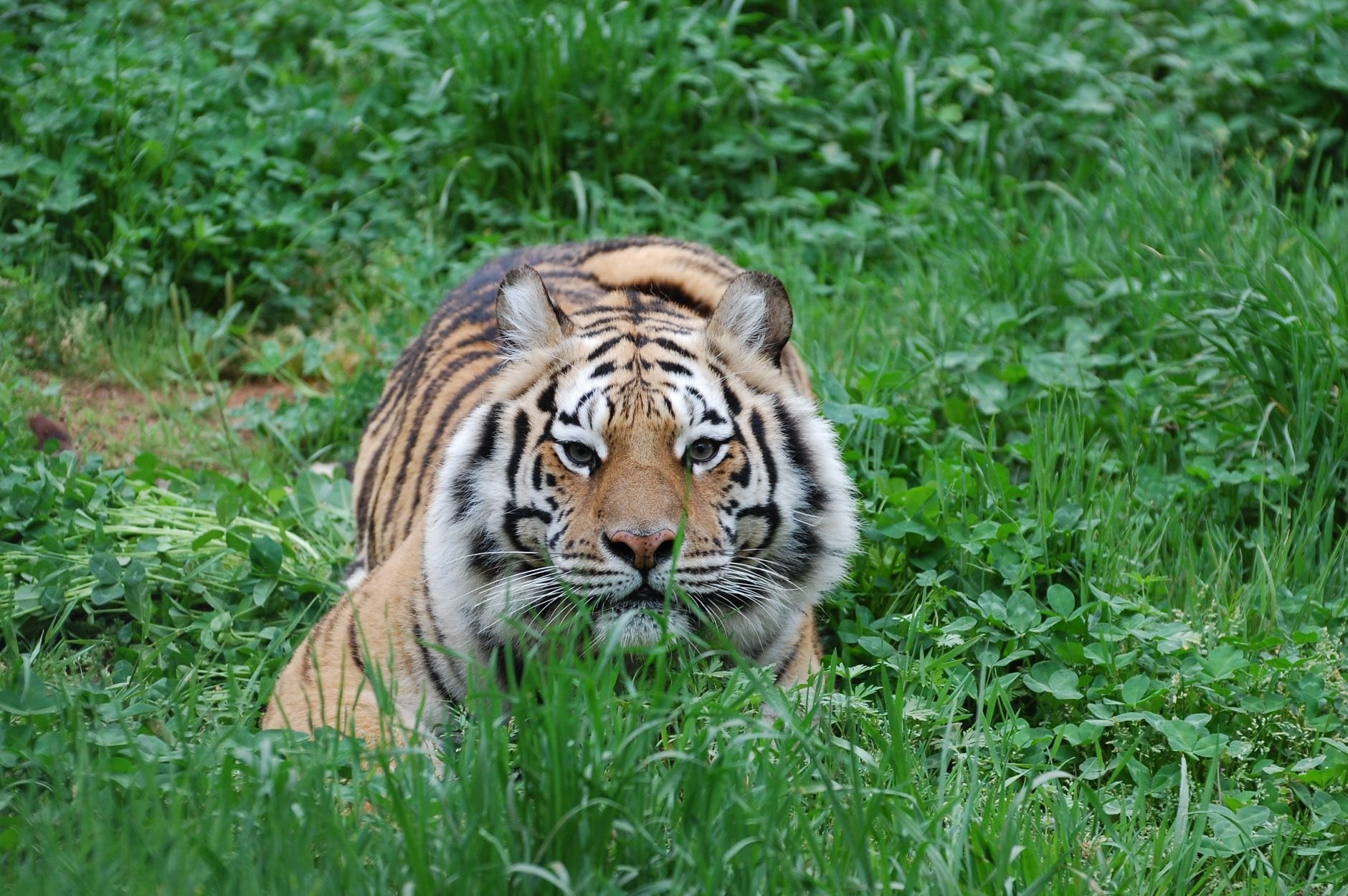 Tiger in grass